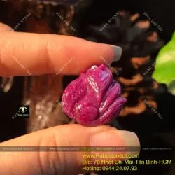 Hồ ly Ruby Nam Phi dáng nữ hoàng