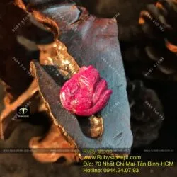 Hồ ly Ruby Nam Phi dáng nữ hoàng - Hình ảnh 4