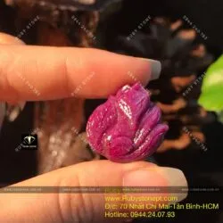 Hồ ly Ruby Nam Phi dáng nữ hoàng - Hình ảnh 2