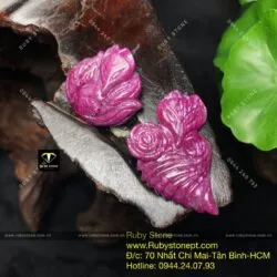 Hồ ly ruby Ruby Nam Phi - Ảnh 3