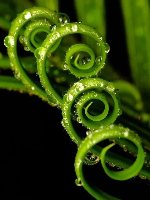 Biểu tượng KORU của người MAORI