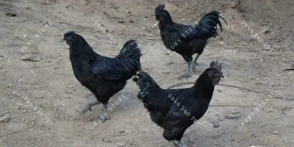 Ngọc gà xương đen là gì? Nó có đáng được sưu tầm hay không?