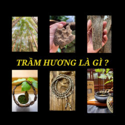 Trầm hương là gì? quá trình hình thành và công dụng của trầm hương.