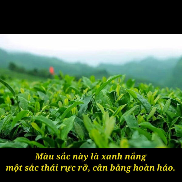 Phỉ Thuý "Chính Dương Xanh" Là Gì? Có Phải Tất Cả Các Màu Đều Là Dương Xanh?