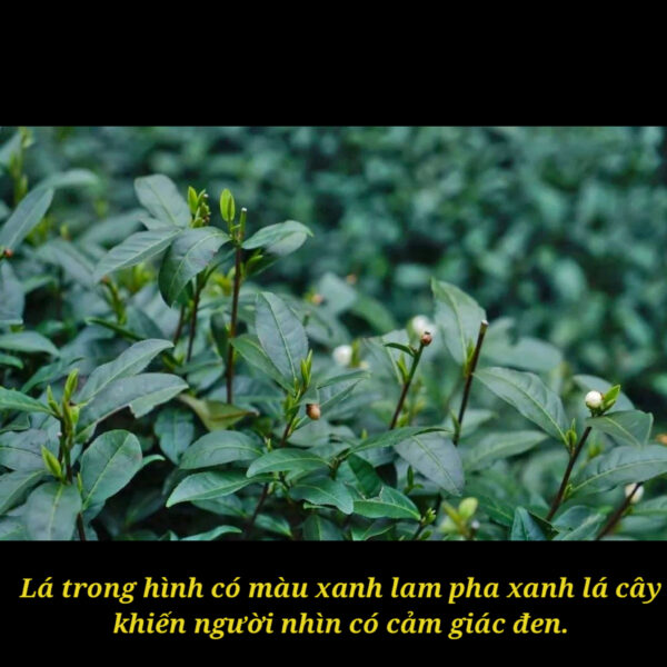 Phỉ Thuý "Chính Dương Xanh" Là Gì? Có Phải Tất Cả Các Màu Đều Là Dương Xanh?