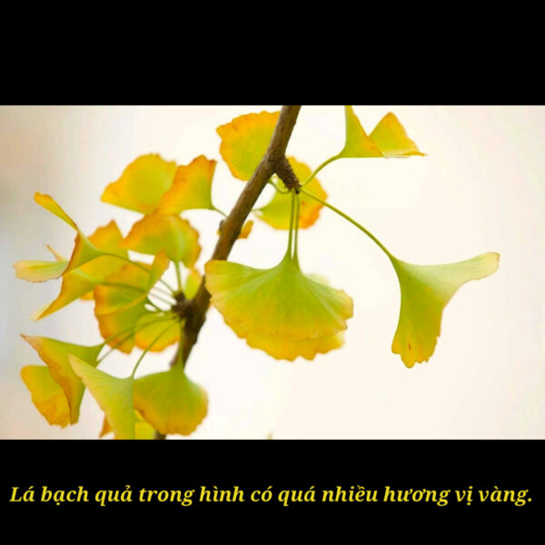 Phỉ Thuý "Chính Dương Xanh" Là Gì? Có Phải Tất Cả Các Màu Đều Là Dương Xanh?