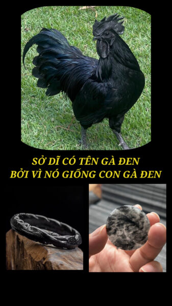 Phỉ Thuý Gà Đen Là Gì? Sự Khác Nhau Giữa Gà Đen Và Hắc Băng! Phỉ Thuý Gà Đen Là Gì? Sự Khác Nhau Giữa Gà Đen Và Hắc Băng!