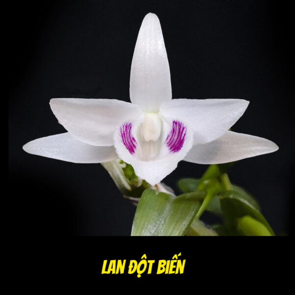 Ngọc Phỉ Thuý Có Thực Sự Đang Bị Thổi Phồng Giá Trị? Có Hay Không Kết Cục "Sập Thị Trường" Giống Như "Lan Đột Biến" Một Thời !!